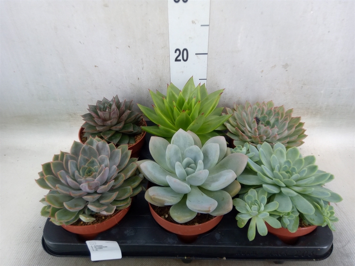 <h4>Echeveria   ...mix</h4>