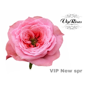R GR VIP NEW SPR