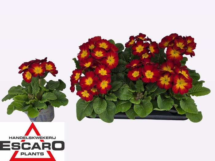 <h4>PRIM ELATIOR</h4>