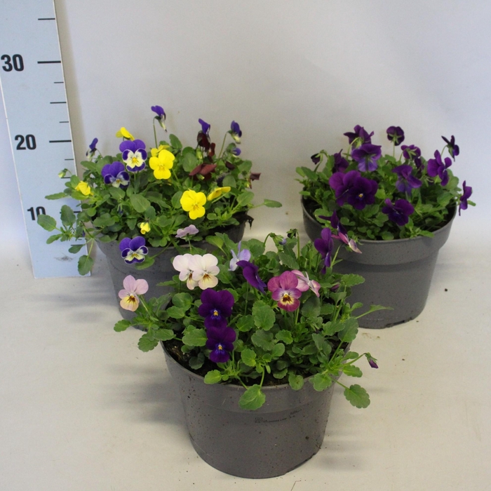 <h4>Viola cornuta 19 cm mix Diverse soorten</h4>