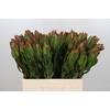 Leucadendron Laurel Yellow