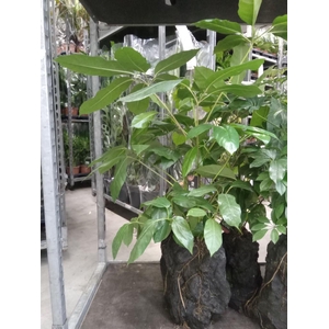 Arr.   Kamerplant Groen H%