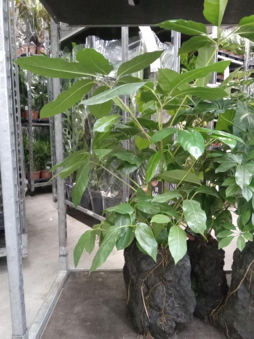 <h4>Arr.   Kamerplant Groen H%</h4>