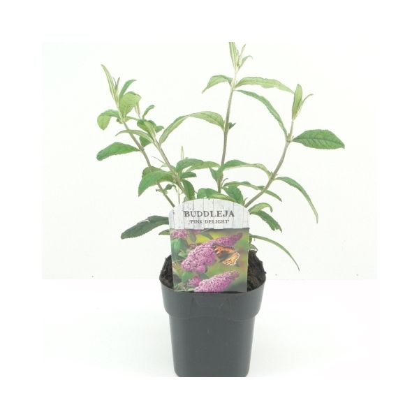 <h4>Buddleja dav. Pink Delight C2</h4>