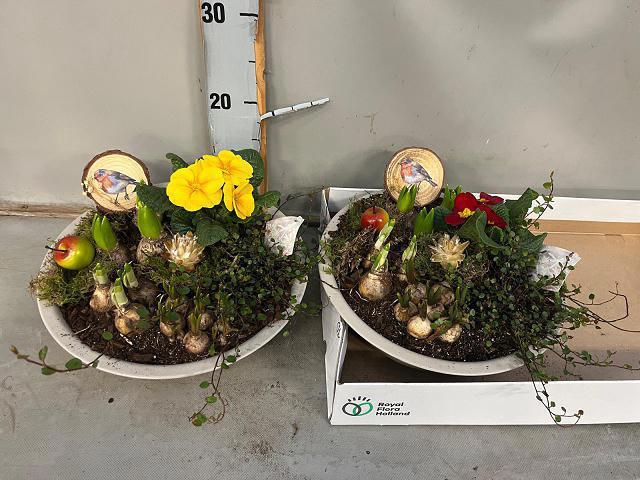 <h4>ARR BOL KNOLGEWAS</h4>