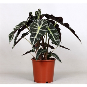 Alocasia 'Polly'