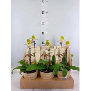 Paphiopedilum   ...multiflower mix