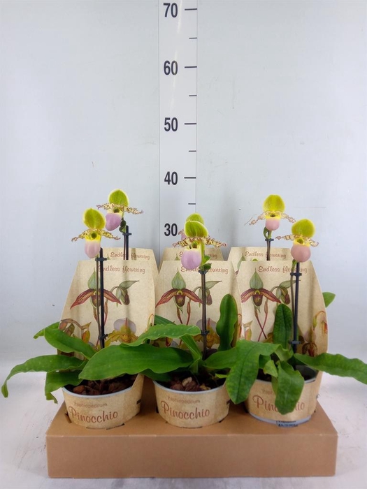 <h4>Paphiopedilum   ...multiflower mix</h4>