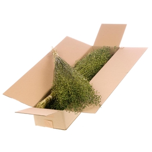 Lepidium Atraxa Sb Green