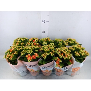 Kalanchoe  'MoreFlow Geneva'
