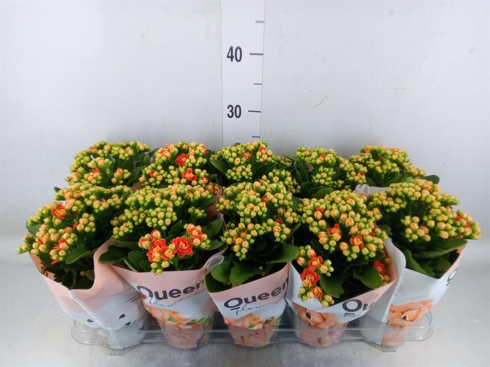 <h4>Kalanchoe  'MoreFlow Geneva'</h4>