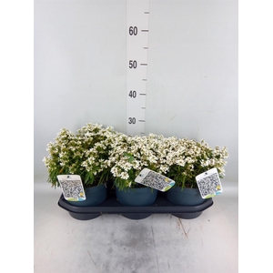 Iberis semp. 'Fischbeck'