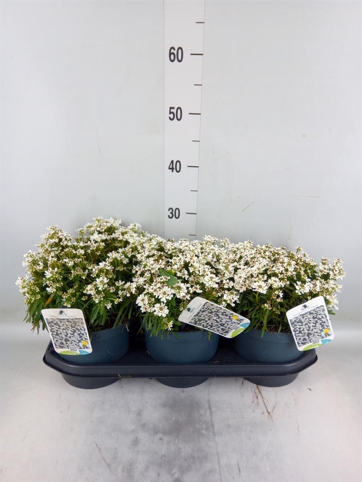 <h4>Iberis semp. 'Fischbeck'</h4>