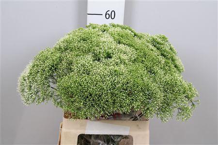 <h4>Trach Lake Powell</h4>