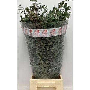 EUC GUNNII  BUND 200gr REDUZIERT