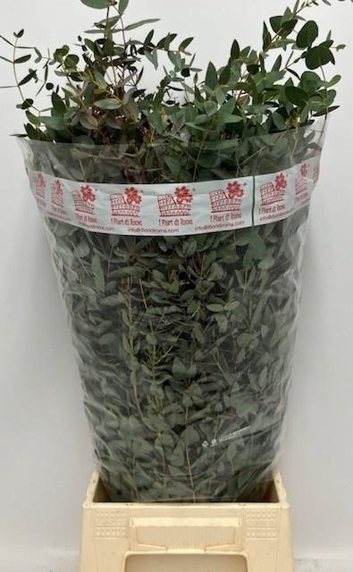 <h4>EUC GUNNII  BUND 200gr</h4>