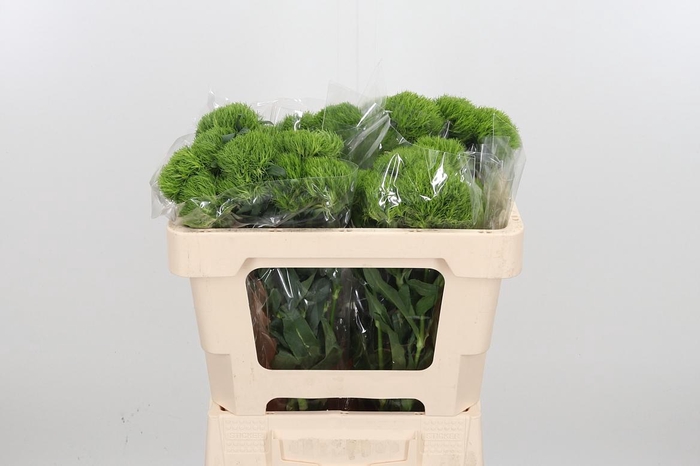 <h4>Di Barb Kiwi Mellow</h4>