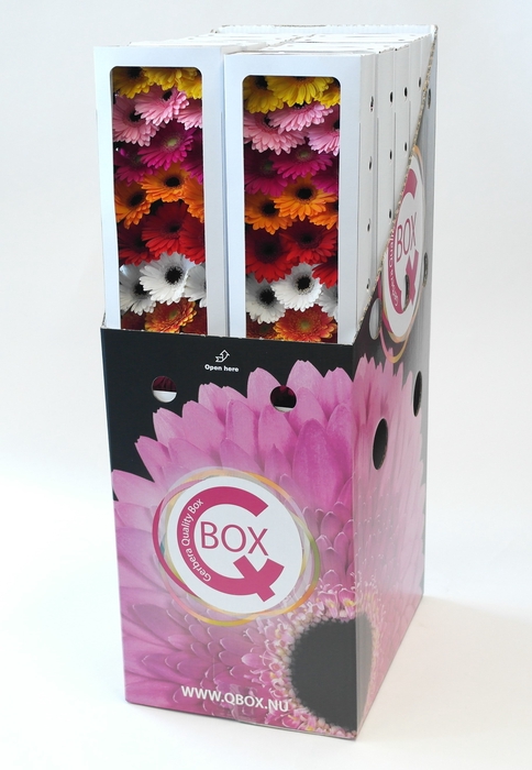 <h4>Germini mix Q Box  Aquabox</h4>