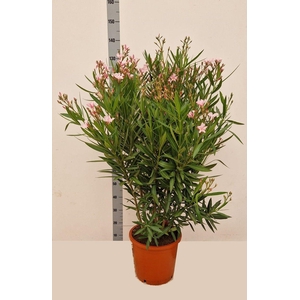 NERI OLEANDER