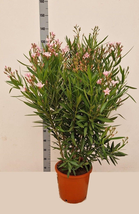 <h4>NERI OLEANDER</h4>