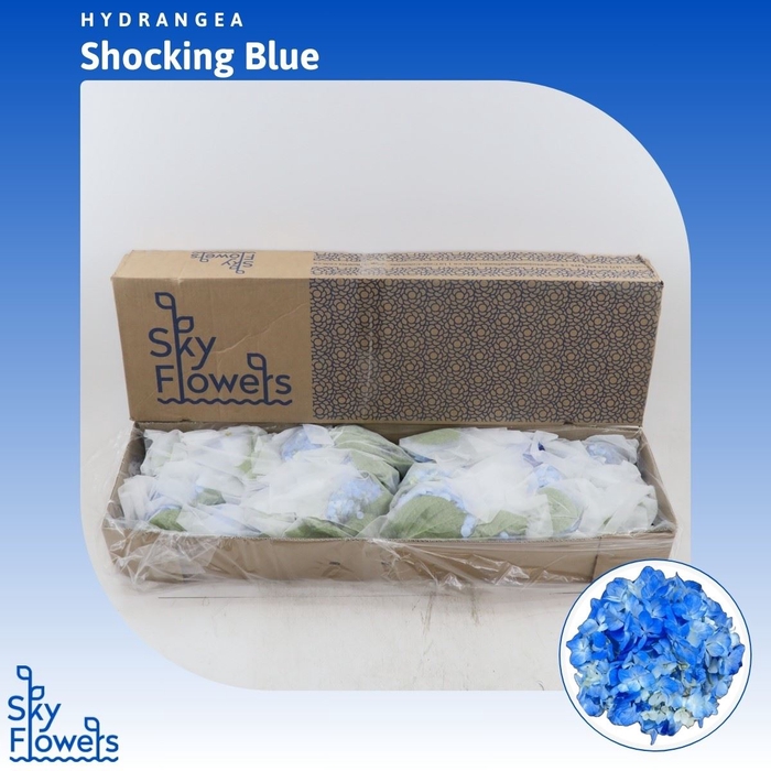 <h4>Hydrangea Shocking Blue</h4>