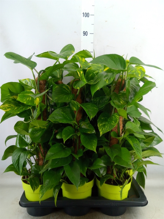 <h4>Epipremnum pinn.   ...moss stick</h4>