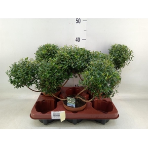 Myrtus communis
