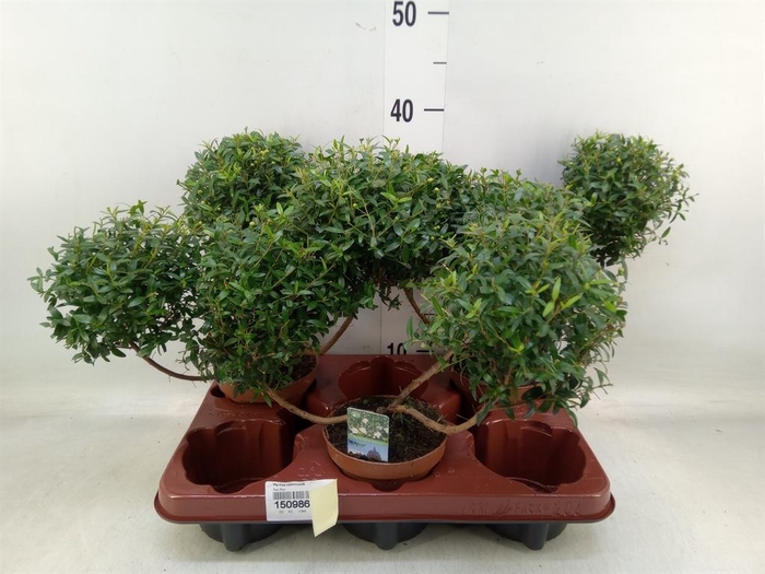 <h4>Myrtus communis</h4>