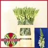 Antirrhinum - Po Early White