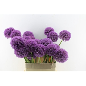 Allium Grootbloemig