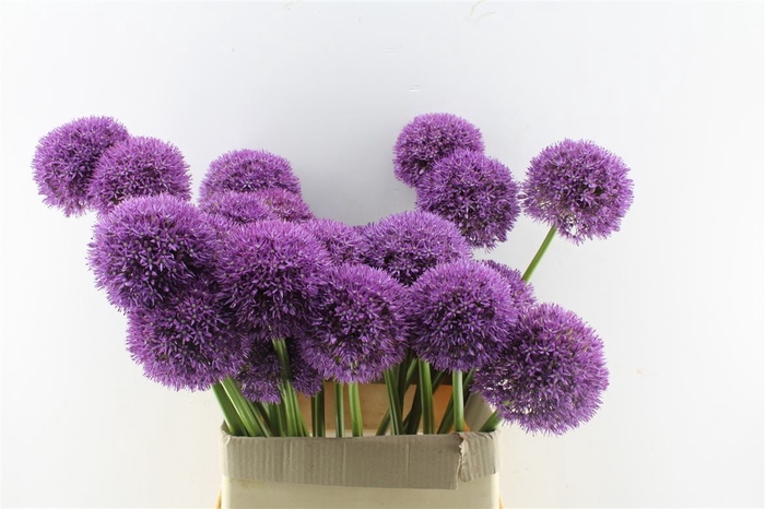 <h4>Allium Grootbloemig</h4>