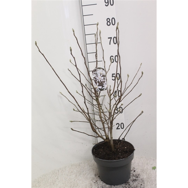 <h4>Magnolia stellata 'Royal Star' P23 potgedrukt</h4>