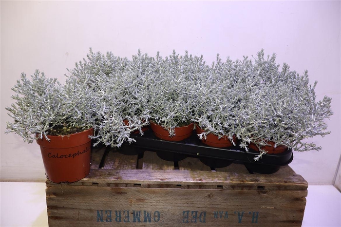 <h4>Calo Brownii</h4>