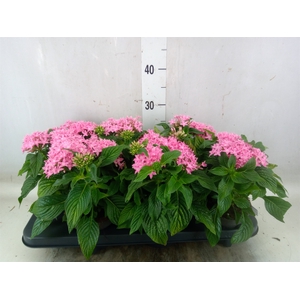Pentas  'Graffiti Pink'