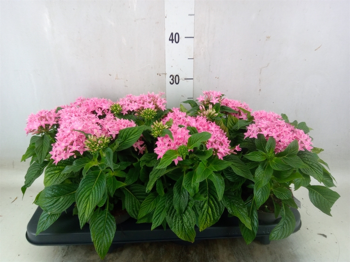 <h4>Pentas  'Graffiti Pink'</h4>