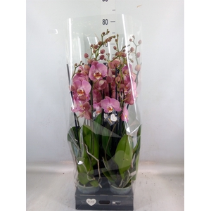Phalaenopsis   ...