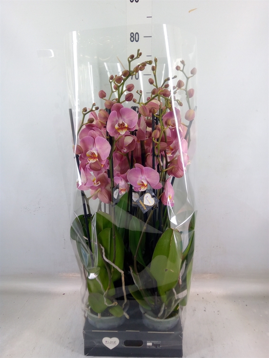 <h4>Phalaenopsis   ...</h4>