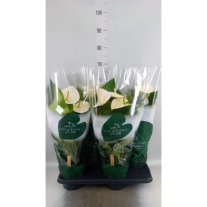 Anthurium andr. 'Samora'