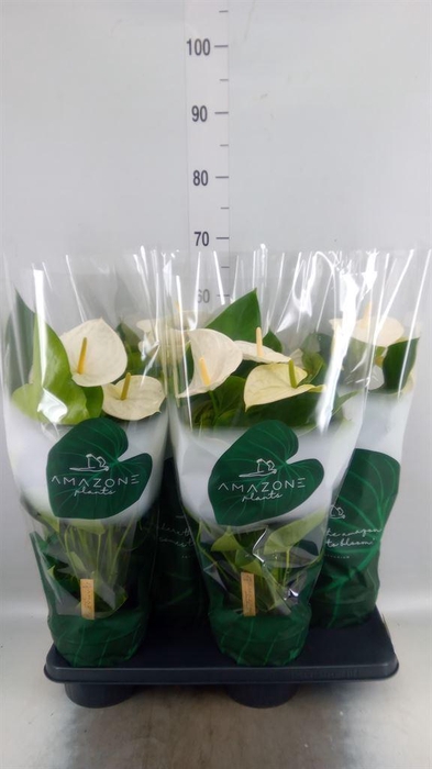 <h4>Anthurium andr. 'Samora'</h4>