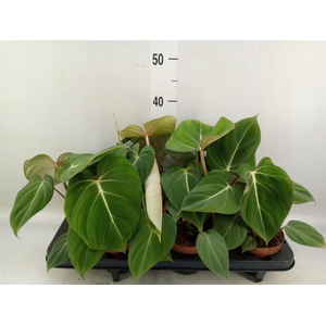 Philodendron gloriosum