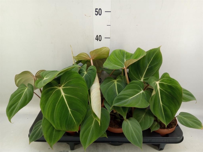 <h4>Philodendron gloriosum</h4>