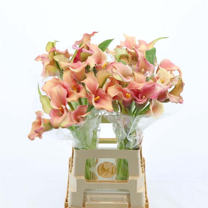 <h4>Calla Royal Salsa | Dubbelbloemig</h4>