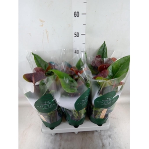 Anthurium andr. 'Essencia'