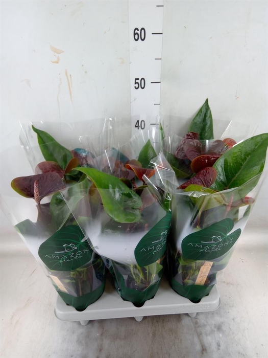 <h4>Anthurium andr. 'Essencia'</h4>