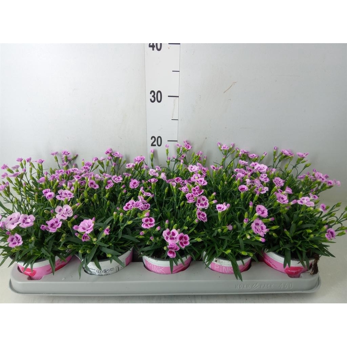 <h4>Dianthus  'Pink Kisses'</h4>