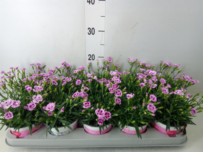 Dianthus  'Pink Kisses'