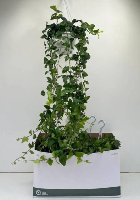 <h4>HED HE MEIN HERZ</h4>