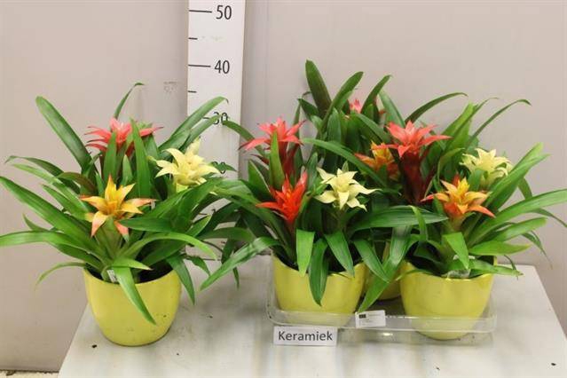 <h4>ARR BROMELIA</h4>