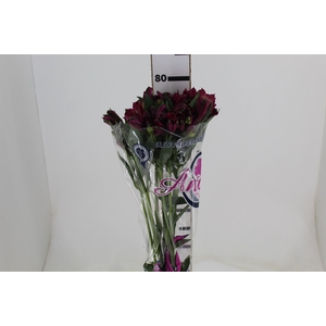 ALSTROEMERIA NAPOLI 080 CM