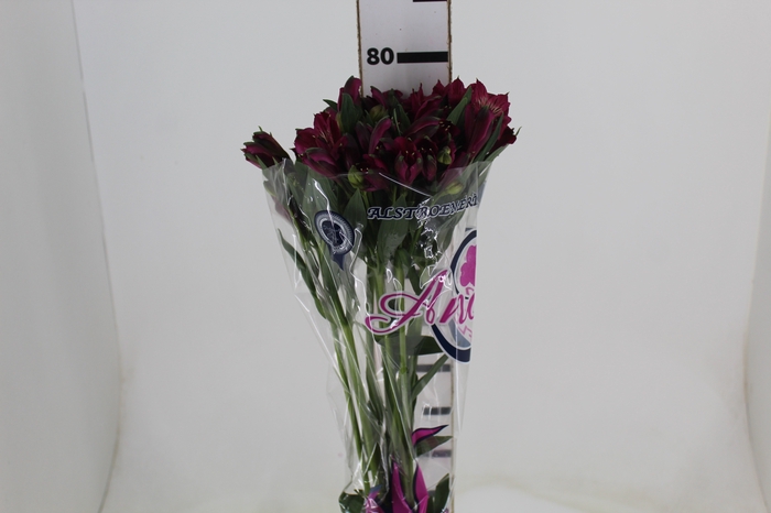 <h4>ALSTROEMERIA NAPOLI 080 CM</h4>